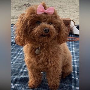 Meet your Posher, Benafshah